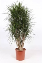 Драцена Рефлекса Анита разветвленная (D-21,H-80)