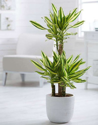 Драцена Фрагранс Йеллоу Кост (D-17,Н-80)