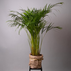 Хризалидокарпус Лутесценс (D-17,Н-75)