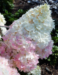 Гортензия метельчатая Меджикал Андес (40/60, с15)