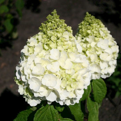 Гортензия метельчатая Маджикал Монт Бланк (50/70, с15) (кфх)