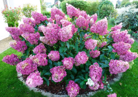 Гортензия метельчатая Сандей Фрайз (60/80, с35)