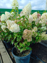 Гортензия метельчатая Сильвер Доллар (60/80, с35)