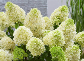 Гортензия метельчатая Скайфолл (60/80, с35)