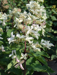 Гортензия метельчатая Стар Роуз (40/60, с15) кфх