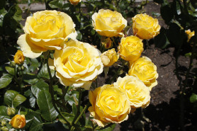 Роза плетистая Голден Гейт, Roza (Cl) Golden Gate (c10) кфх