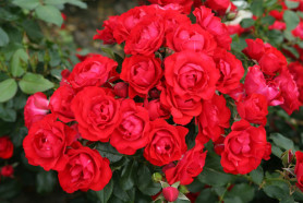 Роза флорибунда Блэк Форест Роуз, Roza (F) Black Forest Rose (с7) кфх