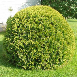 Туя западная Даника Ауреа (20/40, с5) кфх