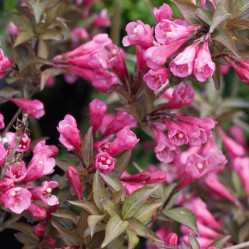 Вейгела цветущая Виктория (c2) П.