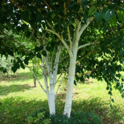 Берёза бумажная (350/400, Т60) ЦС.