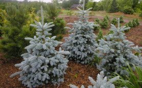 Ель колючая Глаука Кайбаб / Мисти Блю (60/90, с10) ЦС