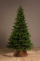 Ель Каспийская 1,8м. Ёлушка ЕКАСП18