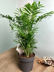 Хамедорея Элеганс (D-17,Н-60) 7цв.