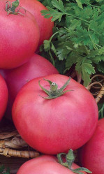 Томат Малиновый (Урал. Дачник)