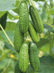 Огурцы Антисипатор 5шт (Сады России)