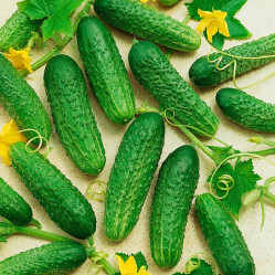 Огурцы Капитан F1 12шт (Сады России)