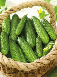 Огурцы Муссон 5шт (Сады России)