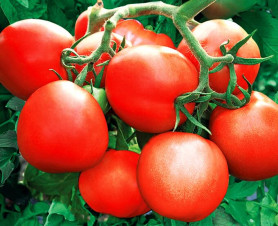Томат Зенит F1 15шт (Сады России)