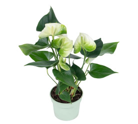 Антуриум Андрианум белый (D-9)