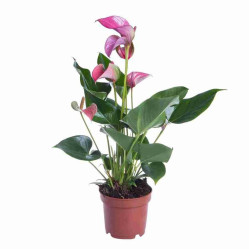 Антуриум Андрианум Джоли розовый (D-17 Н-55)