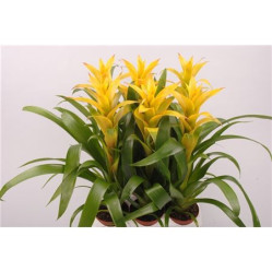 Гузмания Мирадор (D-9)