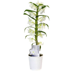 Дендробиум Нобиле Аполлон 1 ст (D-12 Н50)