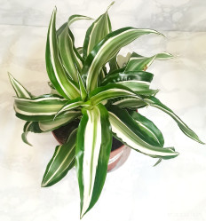 Драцена Фрагранс Канзи (D-7)