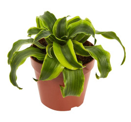 Драцена Фрагранс Микс (D-12)