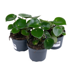 Пеперомия Микс (D-9)