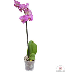 Фаленопсис микс 1 ст (D-12)