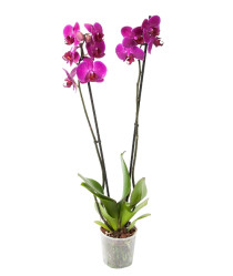 Фаленопсис микс 2 ст (D-12)