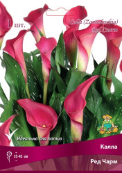 Калла Ред Чарм (Солн.сад)