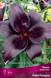 Лилия Найт Райдер (азиат.) 14/16 (2шт./уп.) (Солн.сад)