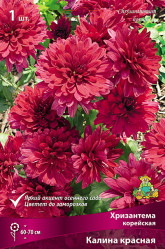 Хризантема корейская Калина Красная (1шт./уп.) (Солн.сад)