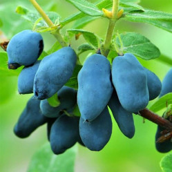 Жимолость съедоб. Восторг Поиск