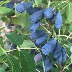 Жимолость съедоб. Мичуринское диво Поиск