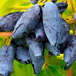 Жимолость съедоб. Сластена Поиск