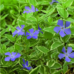 Барвинок малый Вапиегата Поиск