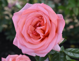 Роза ч/г Бермуда Поиск