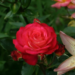 Роза флор. Мидсаммэ Поиск