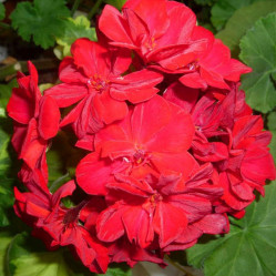 Пеларгония зональная Castello Red Ronja (P12)