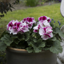 Пеларгония королевская Elegance Bravo (P12)