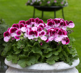 Пеларгония королевская Elegance Jeanette (P12)