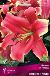 Лилия Африкан Леди (от-гибрид) 14/16 (2шт./уп.) (Солн.сад)