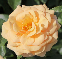 Роза Кордес флор. Свит Хоней (с7) ЦС