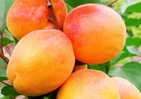 Абрикос Монастырский Поиск/ этик.