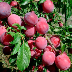 Слива китайская Аленушка Поиск этик.