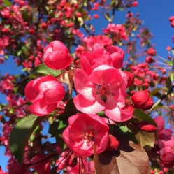 Яблоня декоративная Рудольф (150/180, с10) ЦС