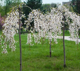 Яблоня декоративная Сестра Чудного (десертный вкус) (220/270, Sb50) осп