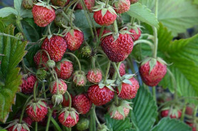 Земклуника Пенелопа (Р9) П.